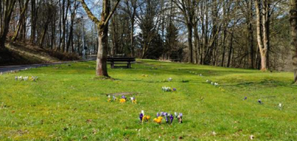 Eine grüne Wiese, parkähnliche Anlage