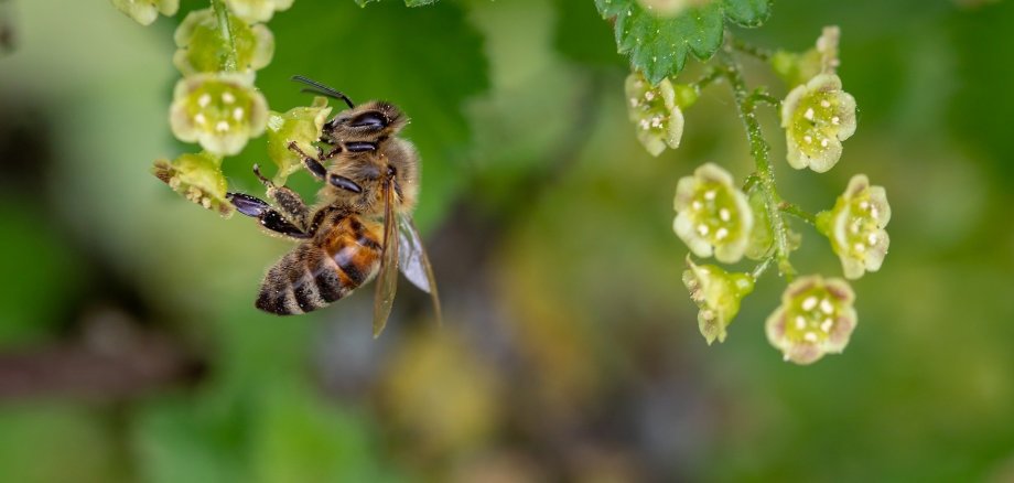 Eine Biene holz Nektar von gelben Blümchen