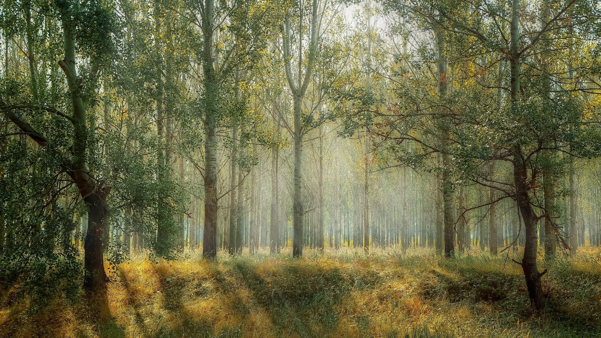 Licht und Schatten im Wald