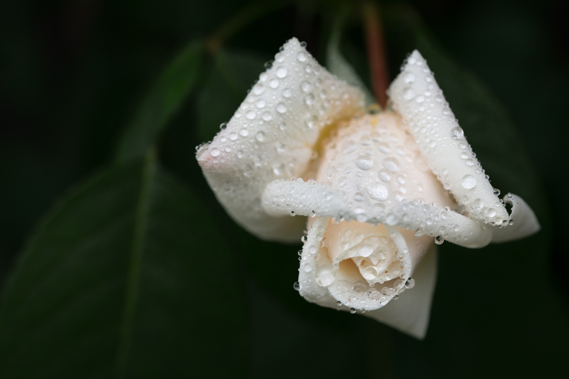 Eine weiße Rose mit Wassertropfen auf der Blüte. Symbol der Trauer