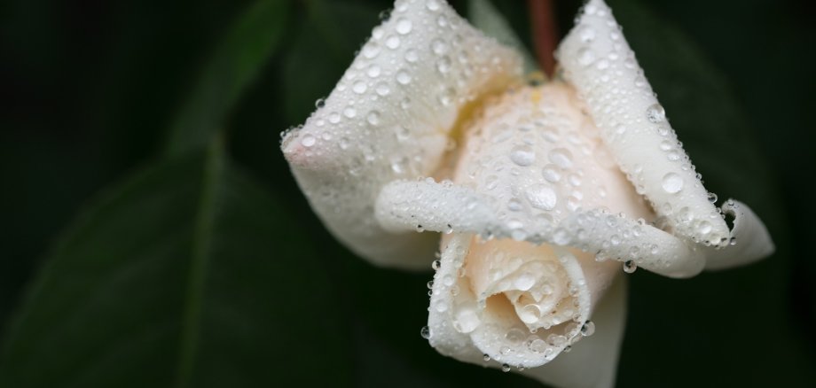 Eine weiße Rose mit Wassertropfen auf der Blüte. Symbol der Trauer
