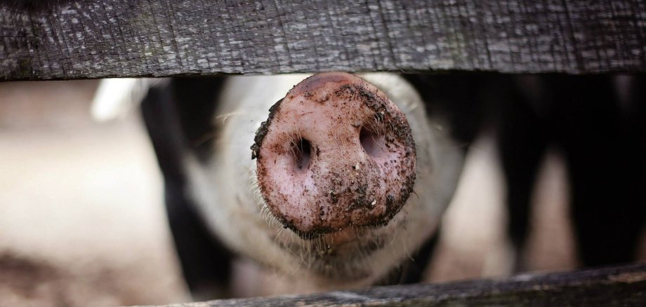 ein Schwein im Stall