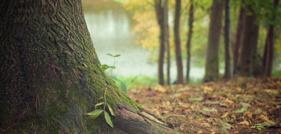 Eine Wald oder Parklichtung, leichte Nebel