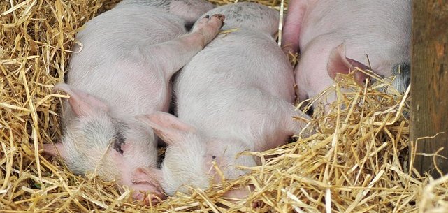 schlafende Schweine