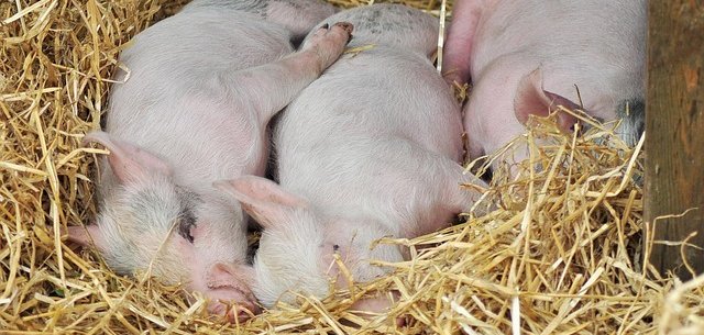schlafende Schweine